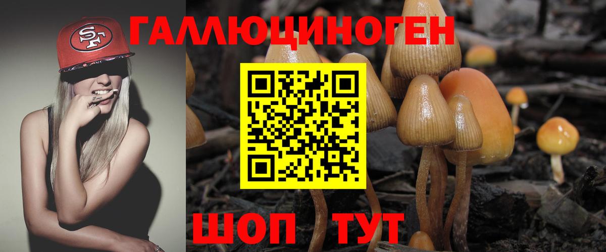 Псилоцибиновые грибы Psilocybine cubensis Армавир